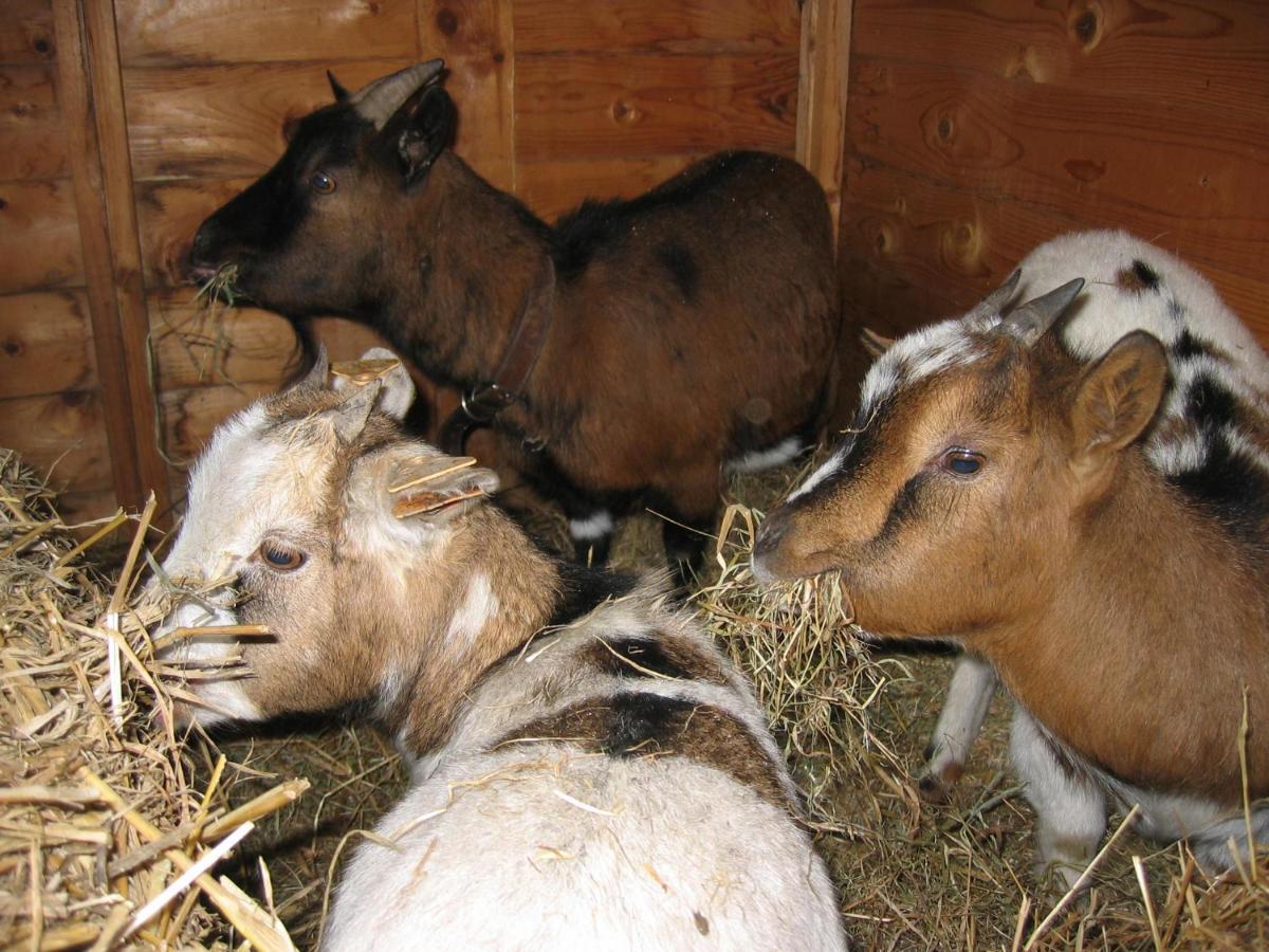 Frühstückspension Comme A La Ferme Durbuy